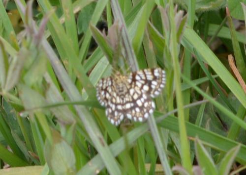 Chiasmia clathrata
